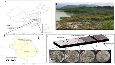 Physical Disturbance Reduces Cyanobacterial Relative Abundance and Substrate Metabolism Potential of Biological Soil Crusts on a Gold Mine Tailing of Central China